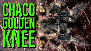 Chaco Golden Knee Tarantula Grammostola pulchripes shorts [upl. by Iturhs]