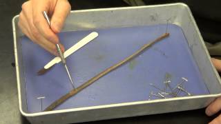 Earthworm Dissection [upl. by Annavahs912]