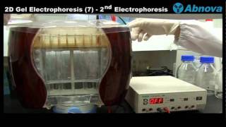 2D Gel Electrophoresis 7 2nd Dimension [upl. by Nalahs579]