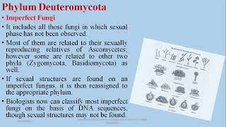 Deuteromycetes Imperfect Fungi fsc Biology Online Classes [upl. by Anailuig676]