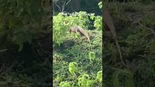 INDIAN MONITOR LIZARD [upl. by Wendall115]