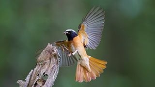 BTO Bird ID  Redstarts [upl. by Hsur]