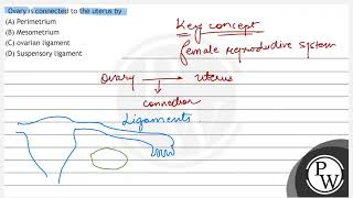 Ovary is connected to the uterus by A Perimetrium B Mesometrium C ovarian ligament D Sụs [upl. by Tnirb]