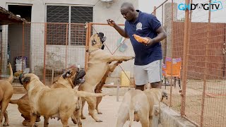 Bull Mastiffs happy to see their friend [upl. by Galatia]