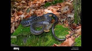 Aesculapian Snake [upl. by Rebekah648]