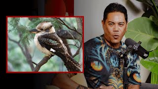 Lopaka Colóns famous bird calls will blow your mind [upl. by Fenelia805]