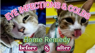 How to cure cat eye infections with colds  respiratory infections [upl. by Cathryn665]