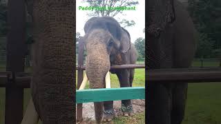 Elephant eating paddy seeds 😀🫡 elephant animals wildlife Nature life [upl. by Znerol]