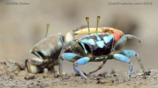 Fiddler crab dance [upl. by Fairbanks]