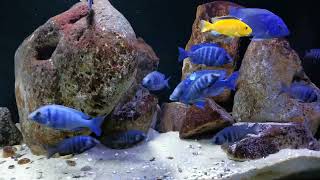 Placidochromis sp quotphenochilus tanzaniaquot [upl. by Yerhcaz188]