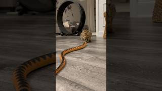 Serval Cat vs Snake serval cat servals africancat kitten shorts [upl. by Allanson]