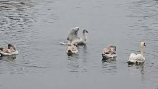 20241108 LJUBLJANA Špica PASSERIFORMES Passer domesticus DOMAČI VRABEC [upl. by Ahusoj]