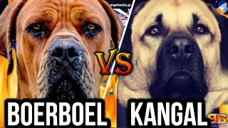 Boerboel vs Kangal  Kangal vs Boerboel  Battle between Fearless Protectors  Billa Boyka [upl. by Nalda]