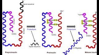 Proteolytic Cleavage of Proteins during PTM [upl. by Nilam]