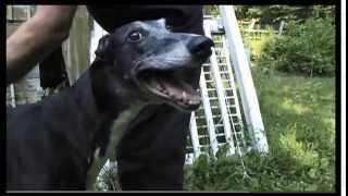 Ambassador Greyhound on Animal Planet Dogs 101 [upl. by Sinnaoi]