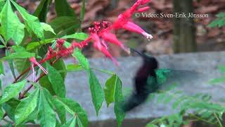 Colibri bird at Guadeloupe [upl. by Glovsky]