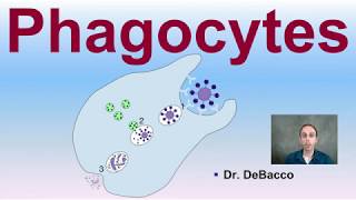 Phagocytes [upl. by Daggna589]