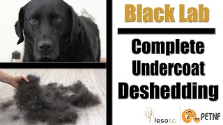 Black Lab  Full Undercoat Deshedding Tutorial [upl. by Sand]