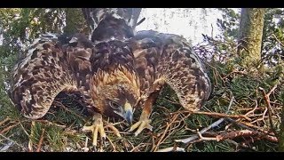 20180307 Kaljukotkas Both bring branchesEstonia Golden Eagles [upl. by Idnar]