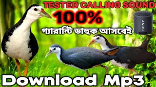 dak pakhir daksuara ruak ruak waterhen sound ডাউক পাখির ডাক। ডাহুক পাখির ডাক। [upl. by Enylorac]