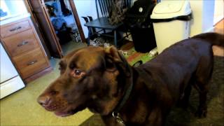 Chocolate Lab Dog Singing Howling amp Barking [upl. by Peper]