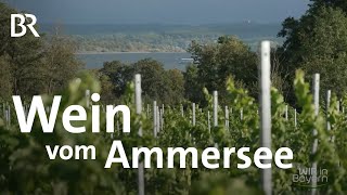 Wein aus Oberbayern Winzer Uli Ernst vom Ammersee auf den Spuren der Römer  Wir in Bayern  BR [upl. by Mohn198]