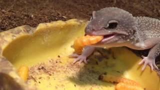 Leopard Geckos Eating Butterworms in SloMo  BigAlsPetscom [upl. by Nwahs]