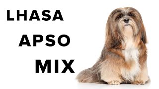 Lhasa Apso Mix Dogs Review [upl. by Simone]