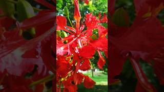 Delonix regia flower shorts ytshorts flowers [upl. by Frydman]