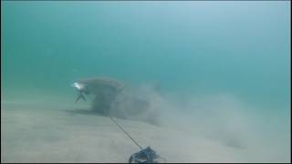 Shark Eating A Fish Under The Lake Worth Pier Snooks Tarpon And More [upl. by Tjaden]