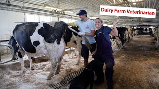 A Day In The Life Dairy Farm Veterinarian [upl. by Kenleigh636]