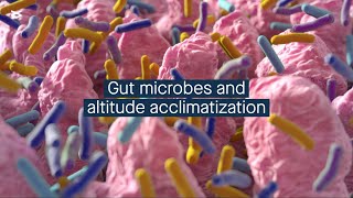 The gut microbiome may have a role in acclimatizing to high altitudes in Chinese men [upl. by Notsua]