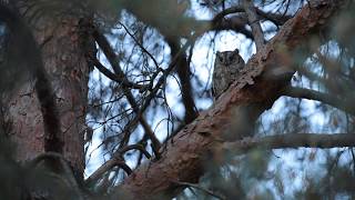 Výreček malý Otus scops  Eurasian scops owl  Чухал  female [upl. by Pierre]