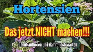 Hortensien  Diese beiden Arbeiten JETZT NICHT mehr machen [upl. by Attej]