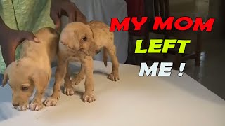 Small Two Puppies was Crying In Pain For Help until We Finally Heard Him [upl. by Lusa172]