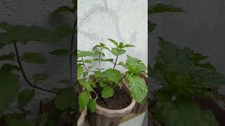 Mint herbal plant youtube shorts herbs [upl. by Curtis673]