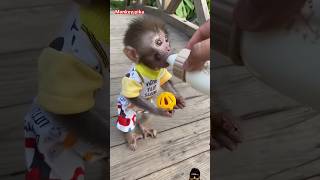 monkey picmonkey monkeybab monkeymonkey cuteminkey cute animals funny musicbabymonkey [upl. by Anrym892]