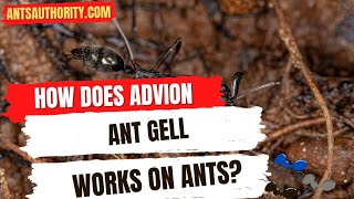 How Does Advion Ant Gel Works On Ants [upl. by Aip]