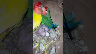 Mini vlogs with birds 🦜 birds breeding tips minivlog parrot birdslover birds [upl. by Niwdog307]