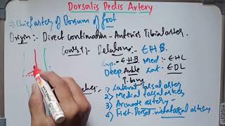 Anatomy of Dorsalis Pedis Artery l abhishekghoolibmcri [upl. by Sharron]