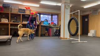 Typical dog school exercises [upl. by Oned]