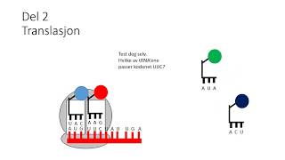 Proteinsyntesen Naturfag Perfekt for muntlig eksamen [upl. by Riggins]