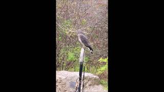 Broad Winged Hawk at Carbon County Environmental Education Center [upl. by Arikaahs]