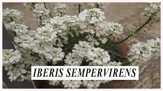 IBERIS SEMPERVIRENS O RASPO  COME COLTIVARLA E COME PRENDERCENE CURA IN MANIERA EFFICACE [upl. by Moselle]