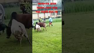 আমাদের গ্রামে সকল বেলা ষাড় গরু লড়াই হয়েছে foryoy video trending shortvideo vairalshortyoutuber [upl. by Gerius]