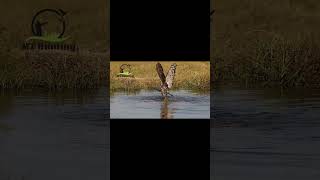 Bird of Prey Attack Caught on Camera hunting [upl. by Eniawd876]