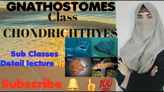 GNATHOSTOMES CLASS CHONDRICHTHYES Subclass ElasmobranchiiSharksRaysHolocephaliRatfishes [upl. by Calendra]