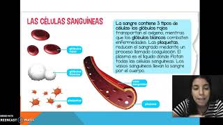 Sistema respiratorio y circulatorio [upl. by Deirdre]