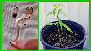 How To Grow Nectarine Tree from Seed Nectarine Seed Germination [upl. by Gabbert954]