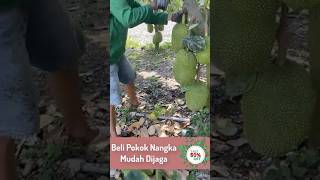 Pokok Nangka Hasil Tinggi Mudah Dijaga Sesuai Untuk Semua Jenis Tanah [upl. by Aindrea]